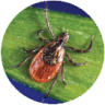 photo of deer tick (ixodes scapularis)